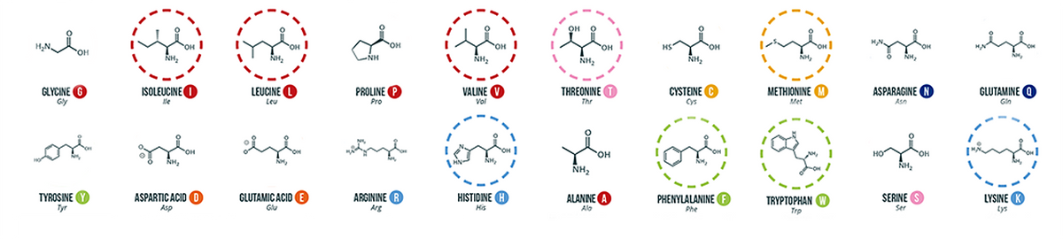 Amino Acids Solution