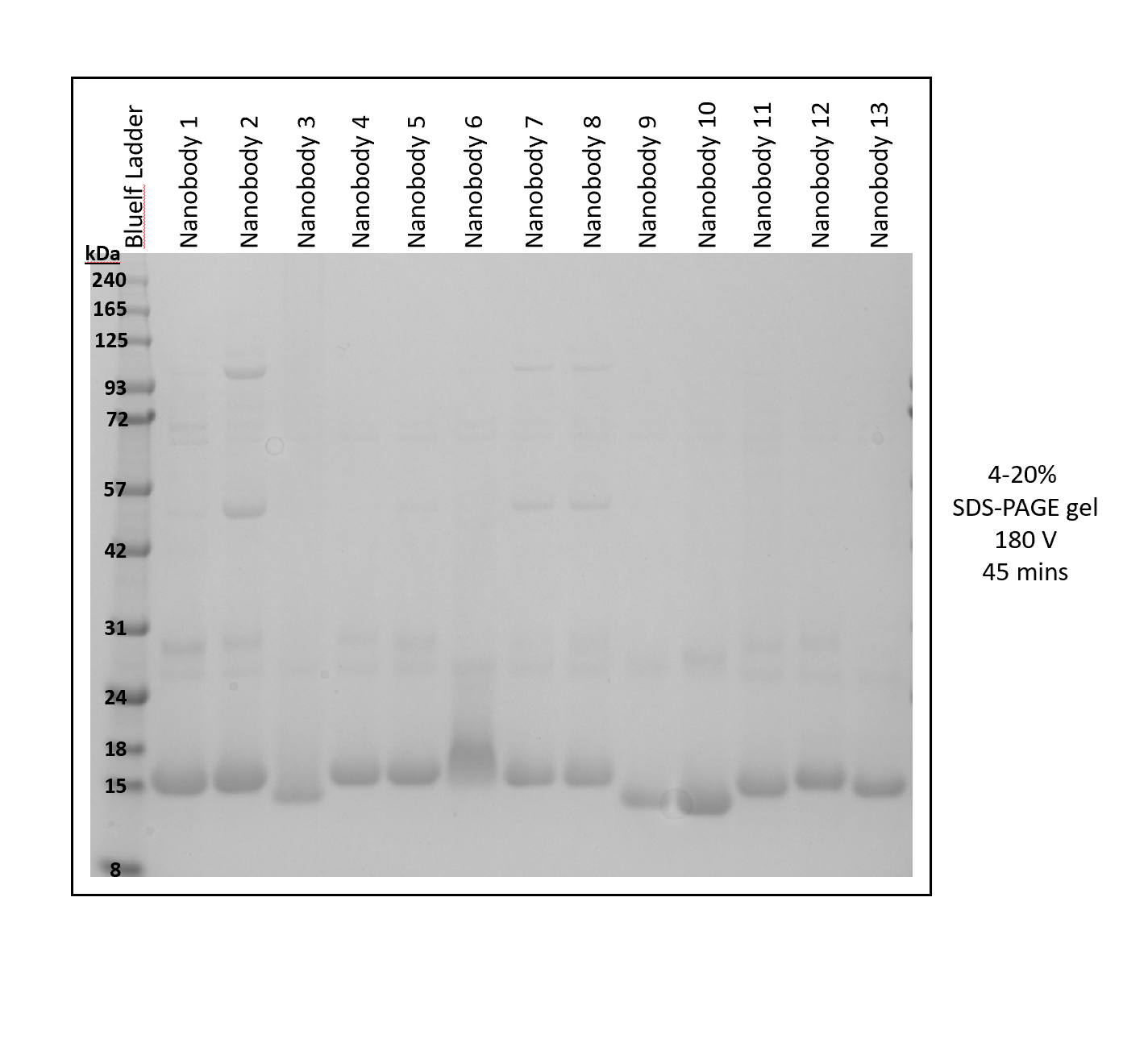 Nanobody Expression Kit