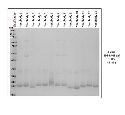 Nanobody Expression Kit