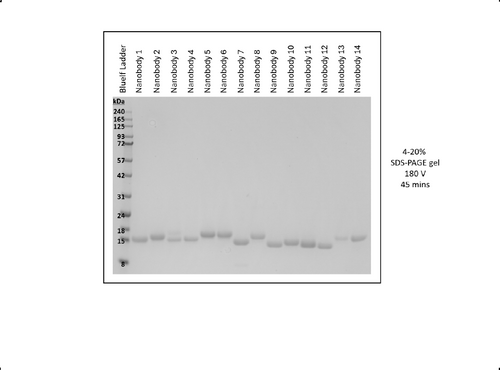 Nanobody Expression Kit