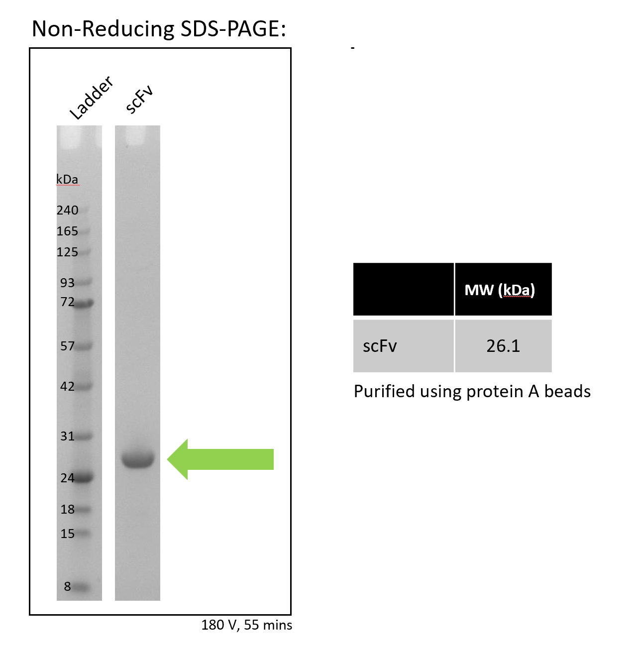 scFv Expression Kit