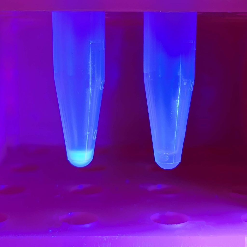 E. coli Cell-Free Reagents