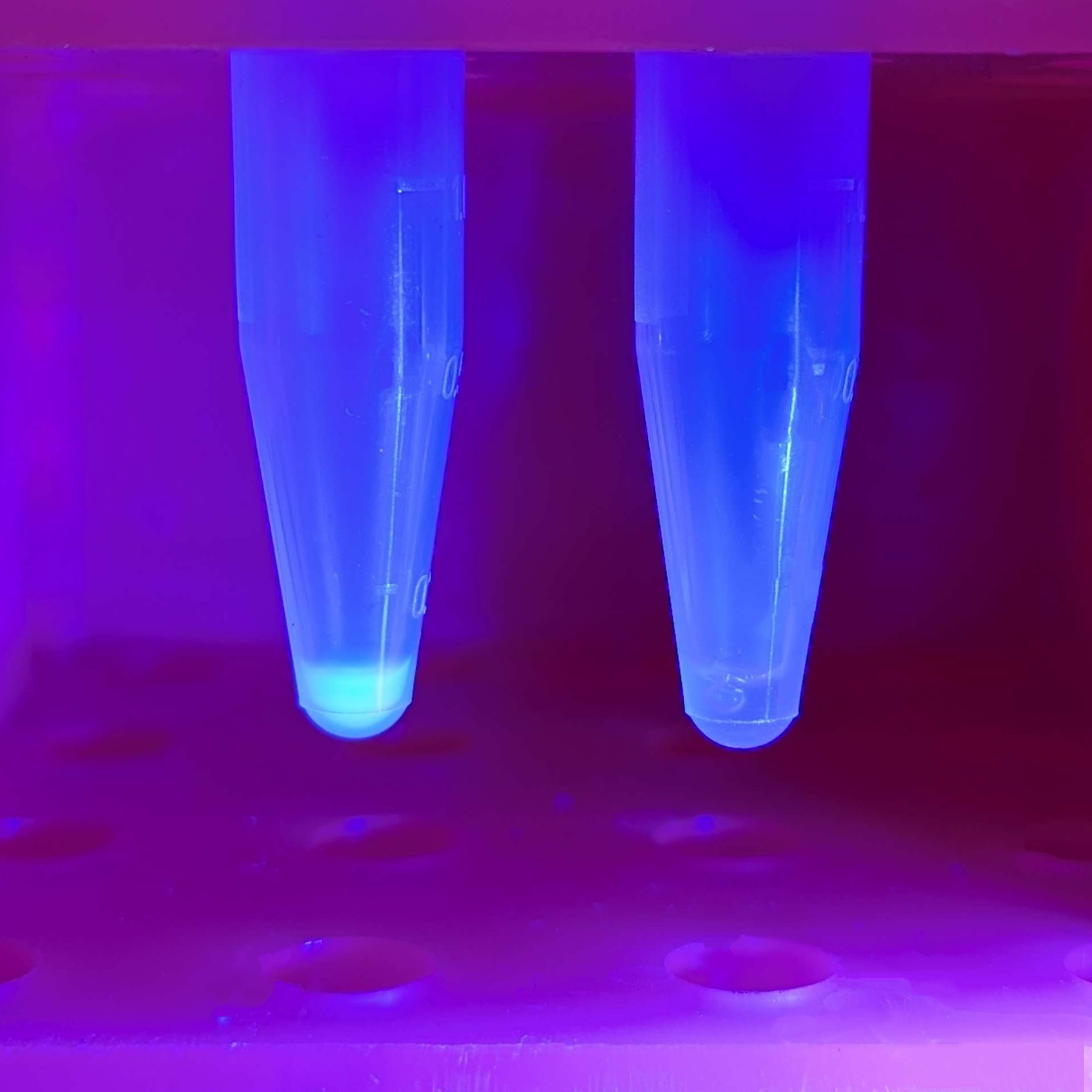 E. coli Cell-Free Reagents