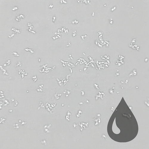 E. coli Cell-Free Reagents