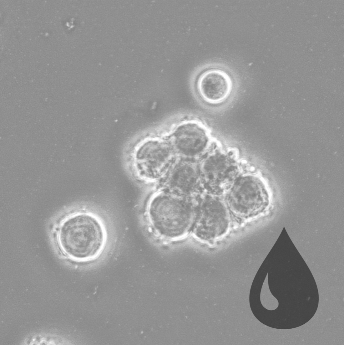 Mammalian Cell-Free Reagents
