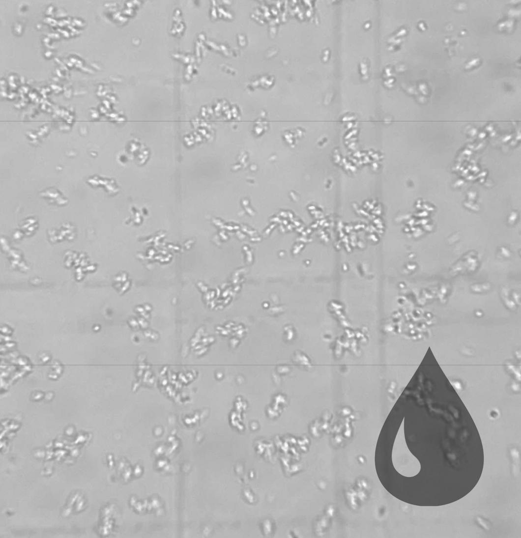 E. coli Cell-Free Reagents