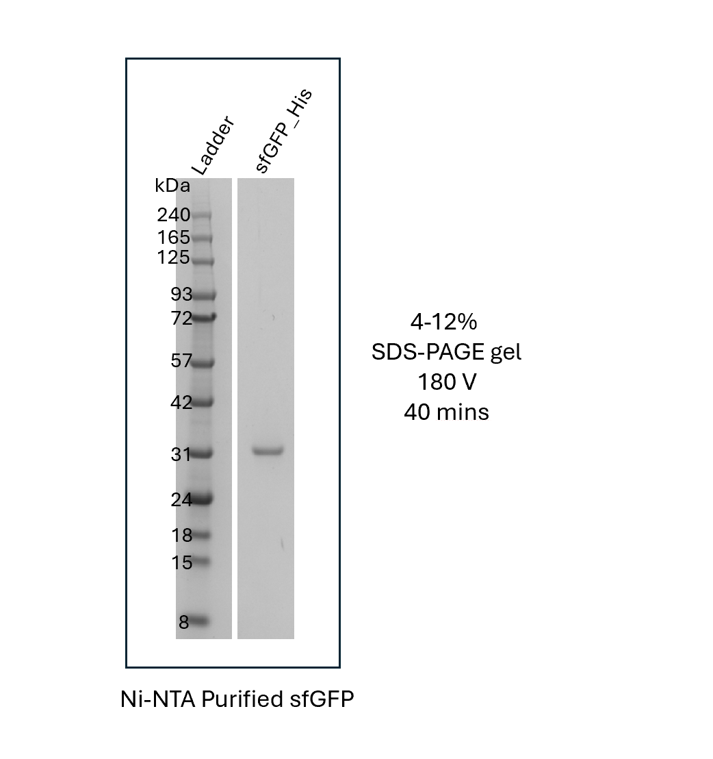 Yeast Cell-Free Reagents